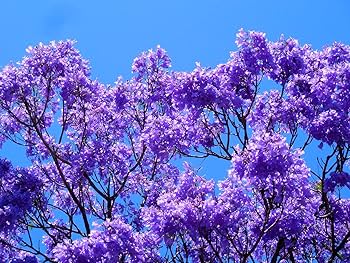 Purple Jacaranda Flower Seeds for Planting - NON GMO Seeds