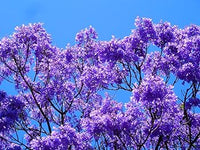 Purple Jacaranda Flower Seeds for Planting - NON GMO Seeds