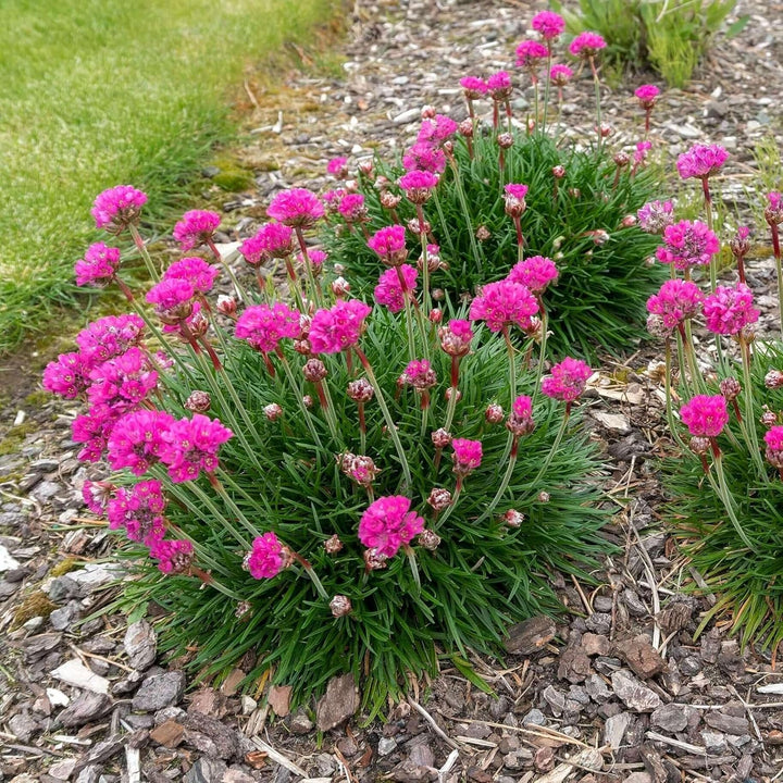 Armeria Maritima Flower Seeds for Planting - 100 pcs