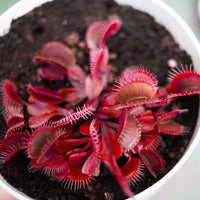 Red Venus Flytrap, Rare Carnivorous Plant | Live Dionaea Muscipula for Home & Garden Terrariums