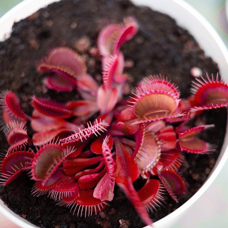 Red Venus Flytrap, Rare Carnivorous Plant | Live Dionaea Muscipula for Home & Garden Terrariums