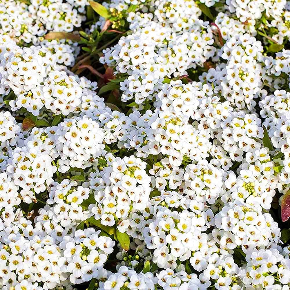 Alyssum Lobularia Flower Seeds for Planting â€“ NON GMO Seeds