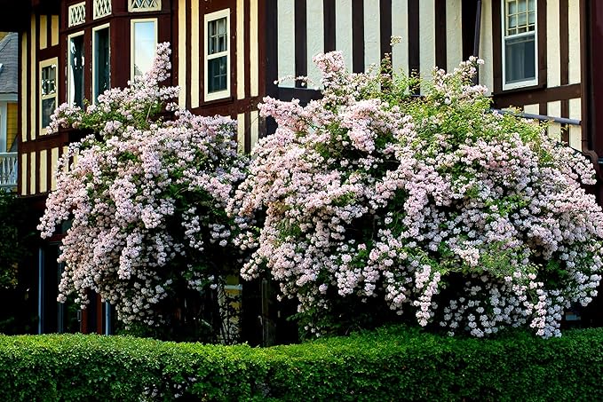 Pink Kolkwitzia Flower Seeds for Planting, NON GMO Seeds