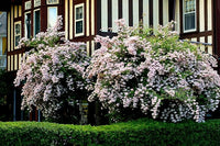 Pink Kolkwitzia Flower Seeds for Planting, NON GMO Seeds