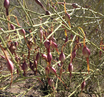 Desert Ironwood Tree Planting Seeds - Non-GMO, Heirloom - 100 pcs for planting in home garden