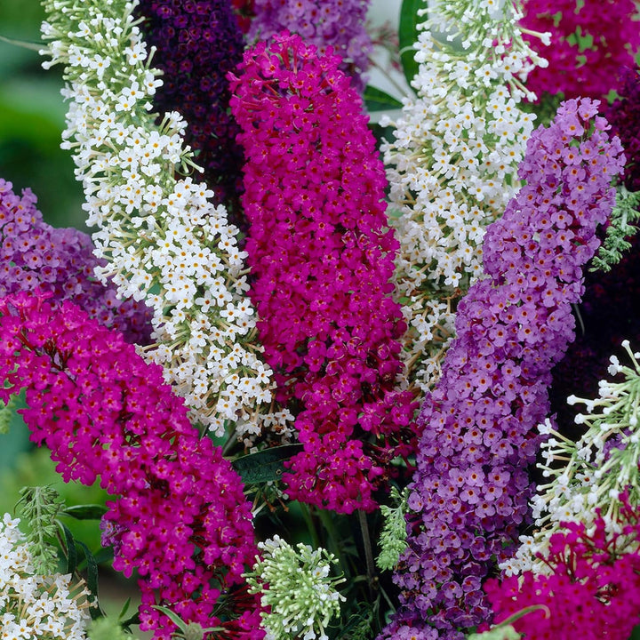 Heirloom Non-GMO Buddleia Trikolore Flower Seeds for Garden Planting – Butterfly-Attracting Blooms
