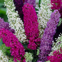 Heirloom Non-GMO Buddleia Trikolore Flower Seeds for Garden Planting – Butterfly-Attracting Blooms