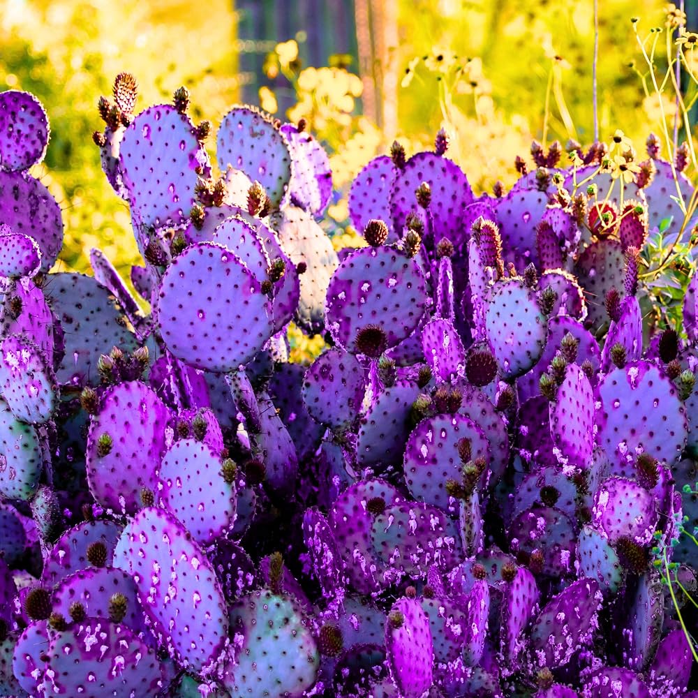 Purple Prickly Pear Cactus Live Plant with vibrant purple pads in a decorative pot.