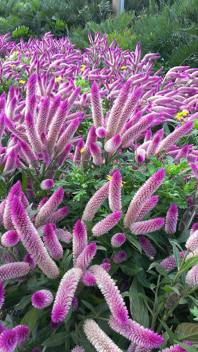 100 Pcs