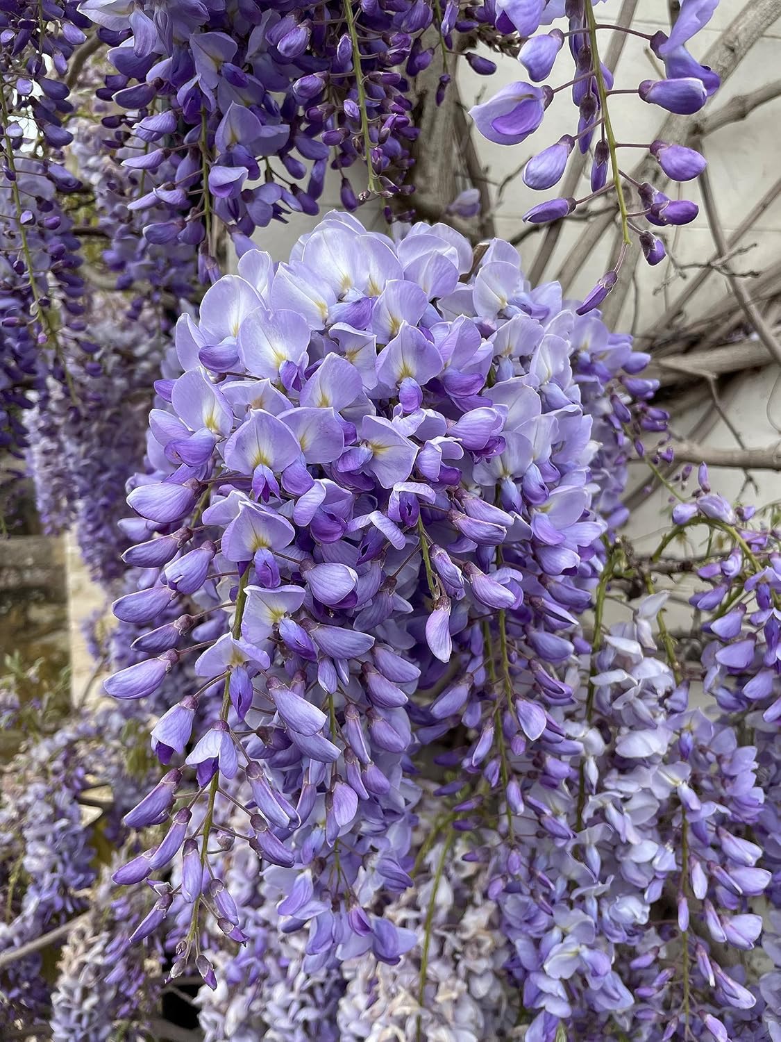 Wisteria Vine Flower Seeds for Planting - NON GMO Seeds