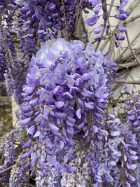 Wisteria Vine Flower Seeds for Planting - NON GMO Seeds