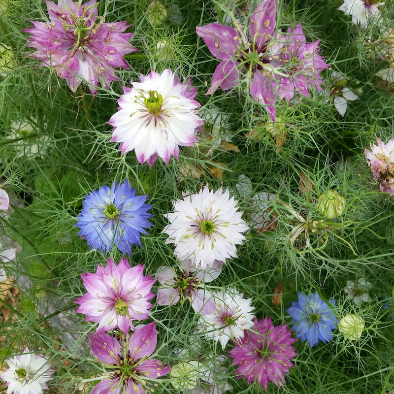 Damascena Flower Seeds for Planting - 100 pcs for planting in your garden.