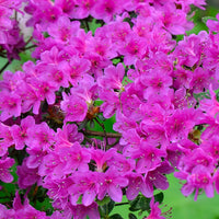 Azalea Flower Seeds for Planting, Purple, NON GMO Seeds
