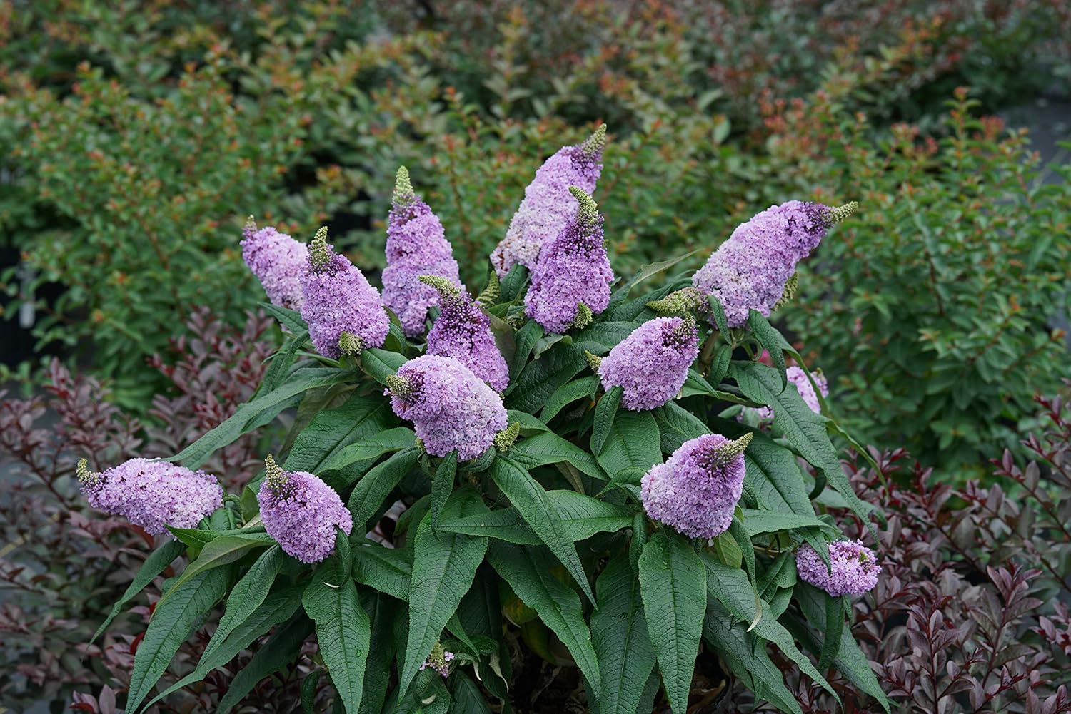 Bush Buddleia Flower Seeds for Planting - 100 pcs