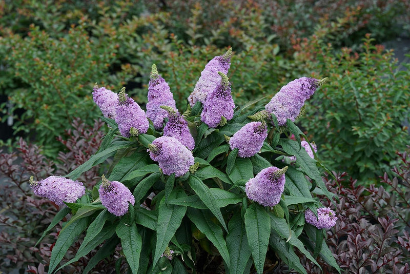 Bush Buddleia Flower Seeds for Planting - 100 pcs seeds for planting in home garden