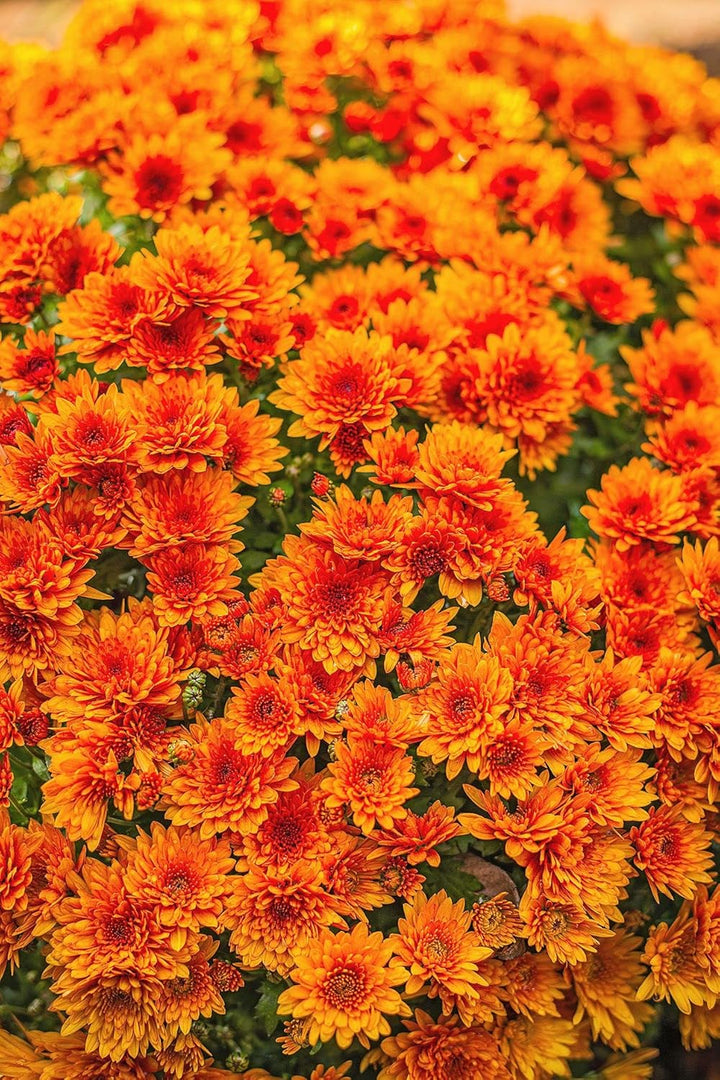 Chrysanthemum Flower Seeds for Planting – 100 pcs