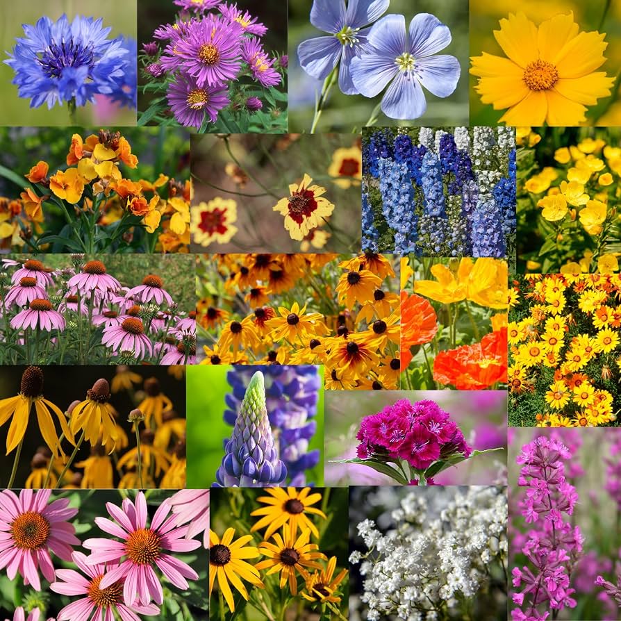 Wildflower Seed Mix for Garden Beds, Borders, Meadow Gardens & Outdoor Landscapes