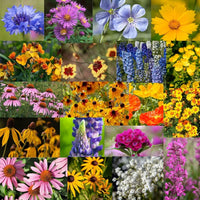 Wildflower Seed Mix for Garden Beds, Borders, Meadow Gardens & Outdoor Landscapes