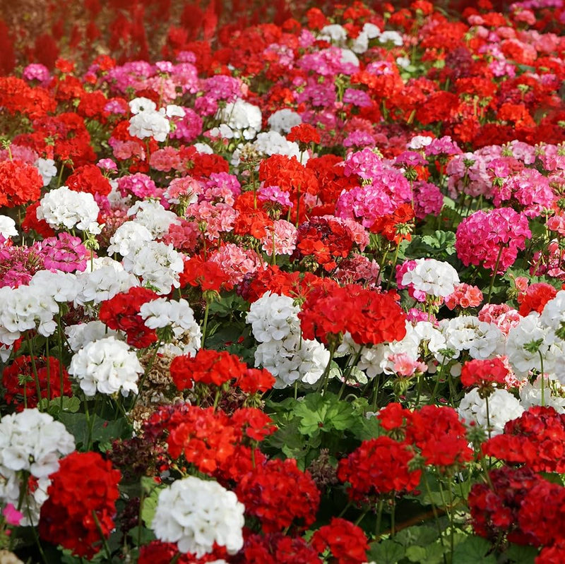 Mixed-Leaf Geranium Heirloom Non-GMO Planting Seeds for planting in your garden.