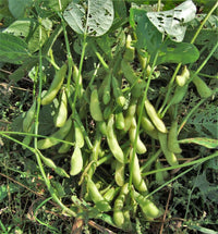 Midori Giant Edamame Seeds for Home Garden Planting | Heirloom Non-GMO