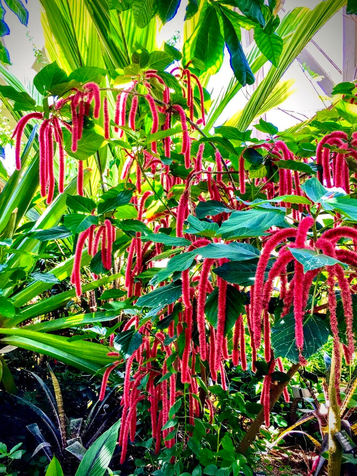 Pink Acalypha Chenille Plant Seeds for Planting - NON GMO Seeds