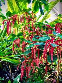 Pink Acalypha Chenille Plant Seeds for Planting - NON GMO Seeds