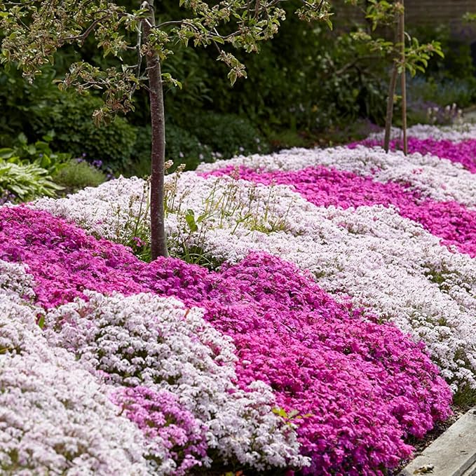Organic Mix Creeping Phlox Flower Seeds for Planting â€“ Heirloom, Non-GMO