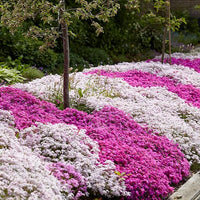 Organic Mix Creeping Phlox Flower Seeds for Planting â€“ Heirloom, Non-GMO