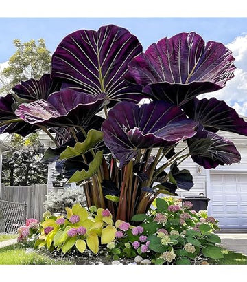 Colocasia Gigantea Elephant Ear plant with large tropical leaves in a garden setting.
