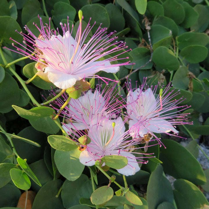 Purple Caper Bush Plant Seeds for Planting - 100 pcs