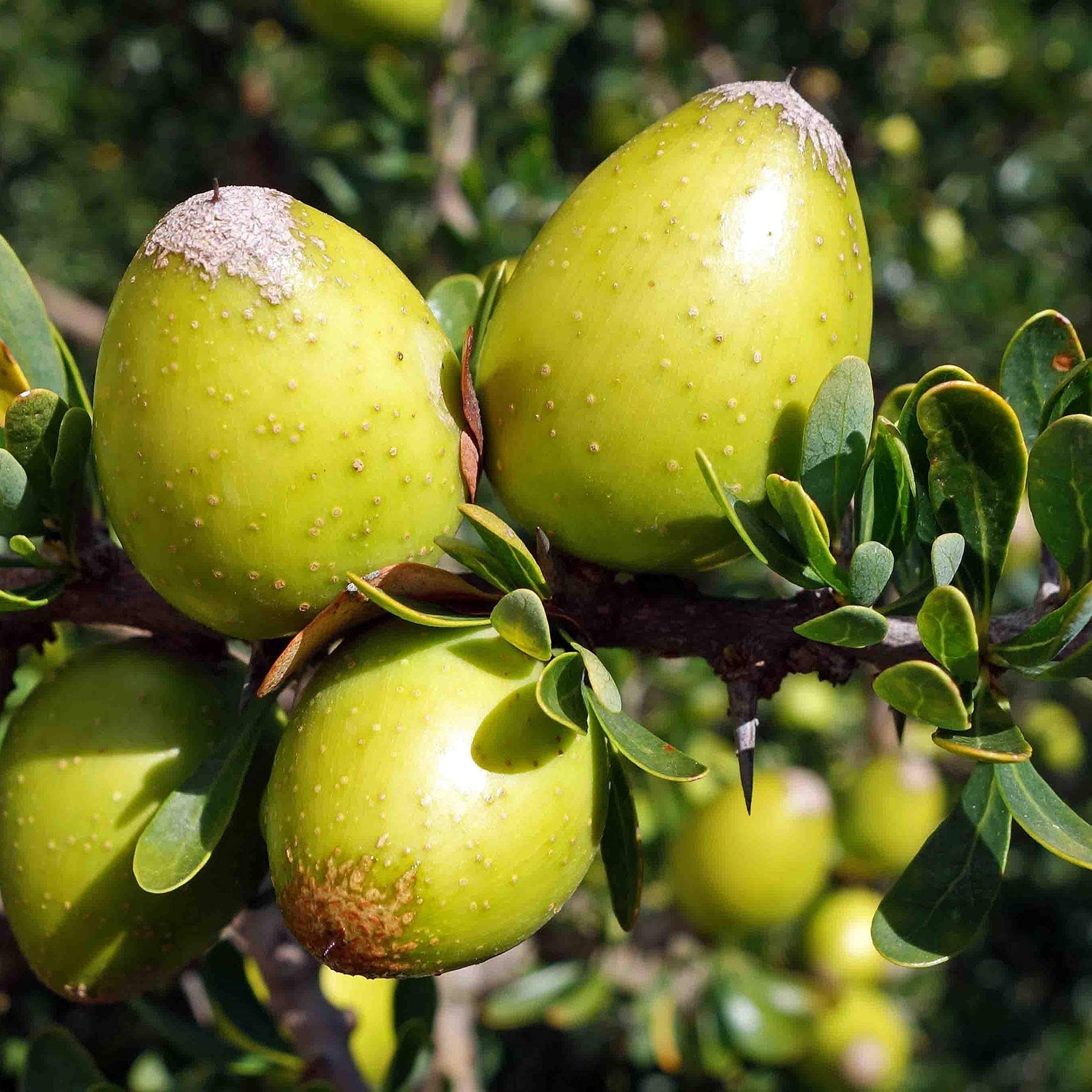 Argania Fruit Seeds for Growing a Resilient and Nutritious Fruit Tree 100 Pcs pcs