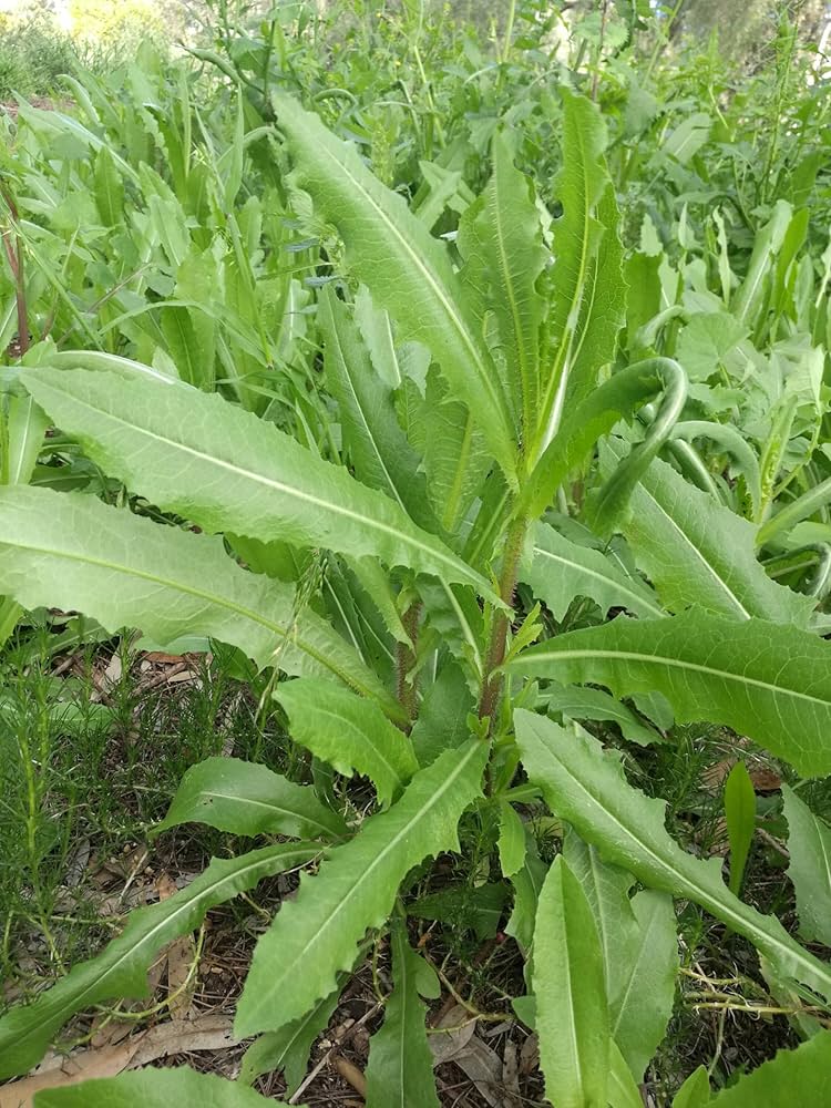 Wild Lettuce Plant Seeds for Planting,- NON GMO Seeds
