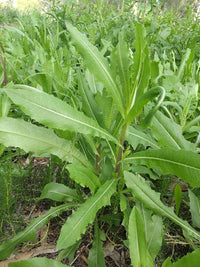 Wild Lettuce Plant Seeds for Planting,- NON GMO Seeds
