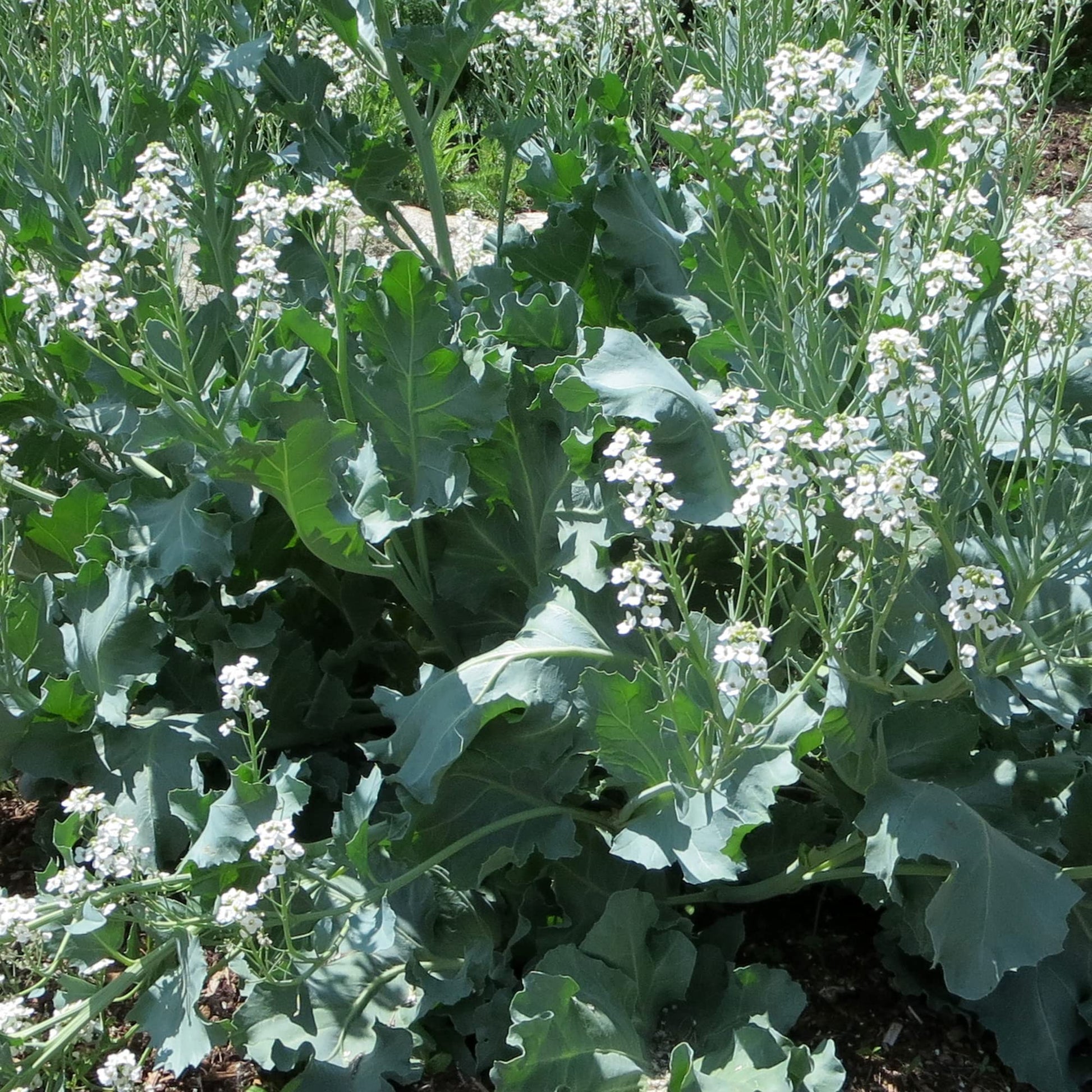 Crambe Maritima Vegetable Seeds