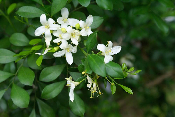 White Murraya Flower Seeds – Heirloom, Non-GMO Seeds for Planting Fragrant Garden Blooms
