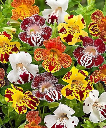 Mixed Mimulus Seeds for Planting – Organic, Heirloom, Non-GMO Flower Seeds
