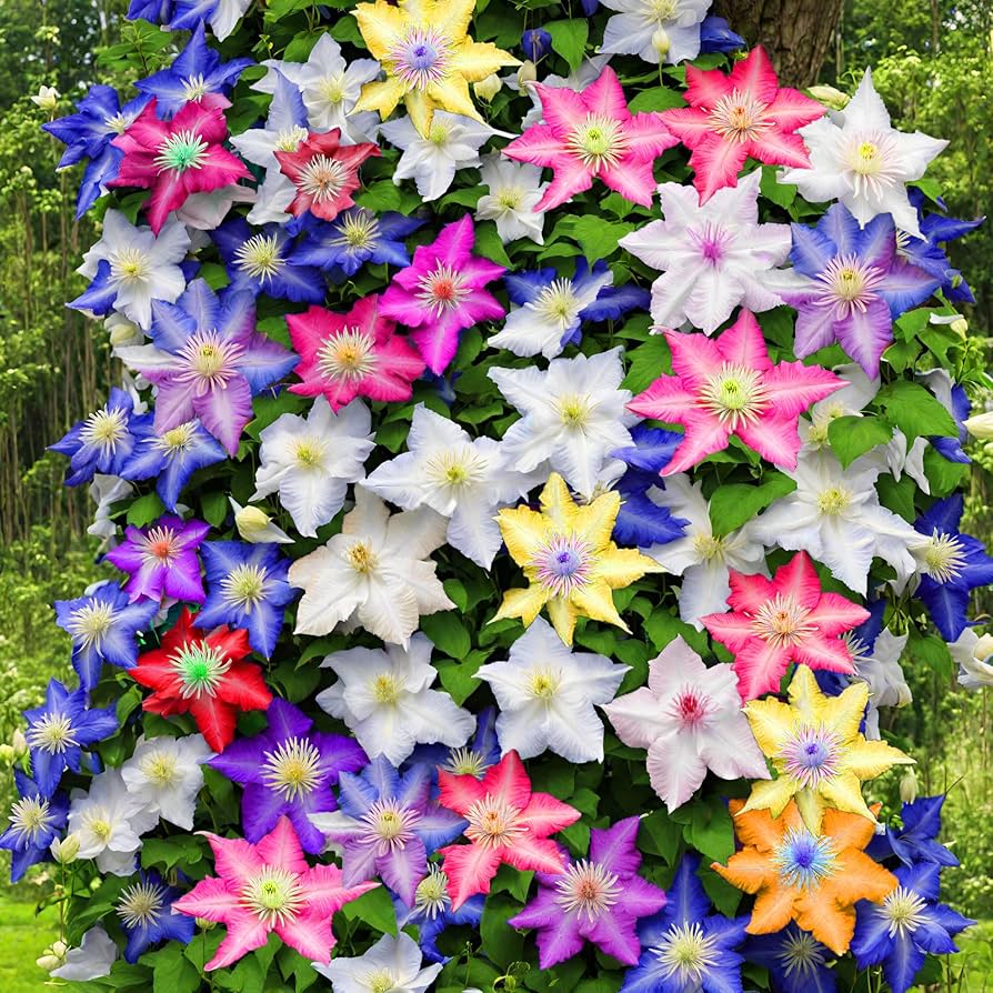 Mixed Colors Clematis Flower Vines Perennial Climbing Flower Seeds for Planting