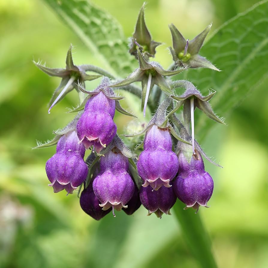 Heirloom Non-GMO Purple Symphytum Flower Seeds for Healing Herb and Pollinator Garden Planting