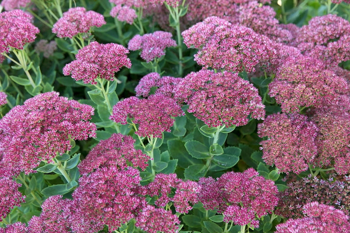 Sedum Dragons Blood Groundcover Plant Seeds for Planting - NON GMO Seeds