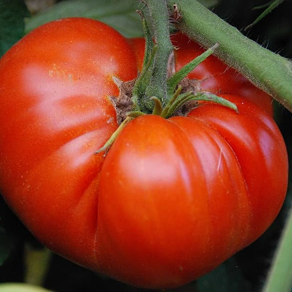 Giant Tomato Vegetable Seeds for Planting - Heirloom and Non-GMO Garden Seeds