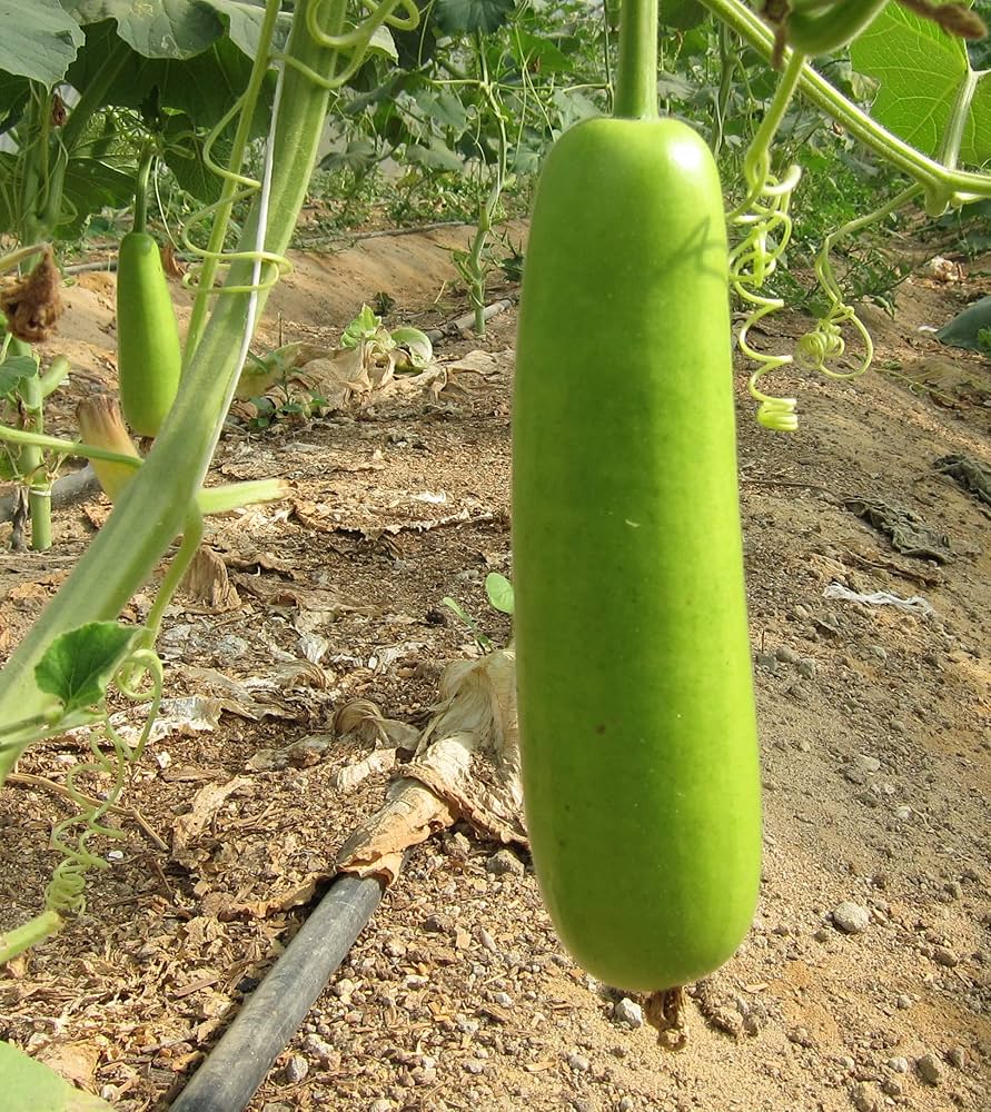 Gourd Vegetable Seeds for Planting - 100 Pcs pcs