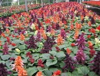 Salvia Flower Seeds – Heirloom Non-GMO Seeds for Pollinator-Friendly and Vibrant Garden Planting - Flower for planting in home garden