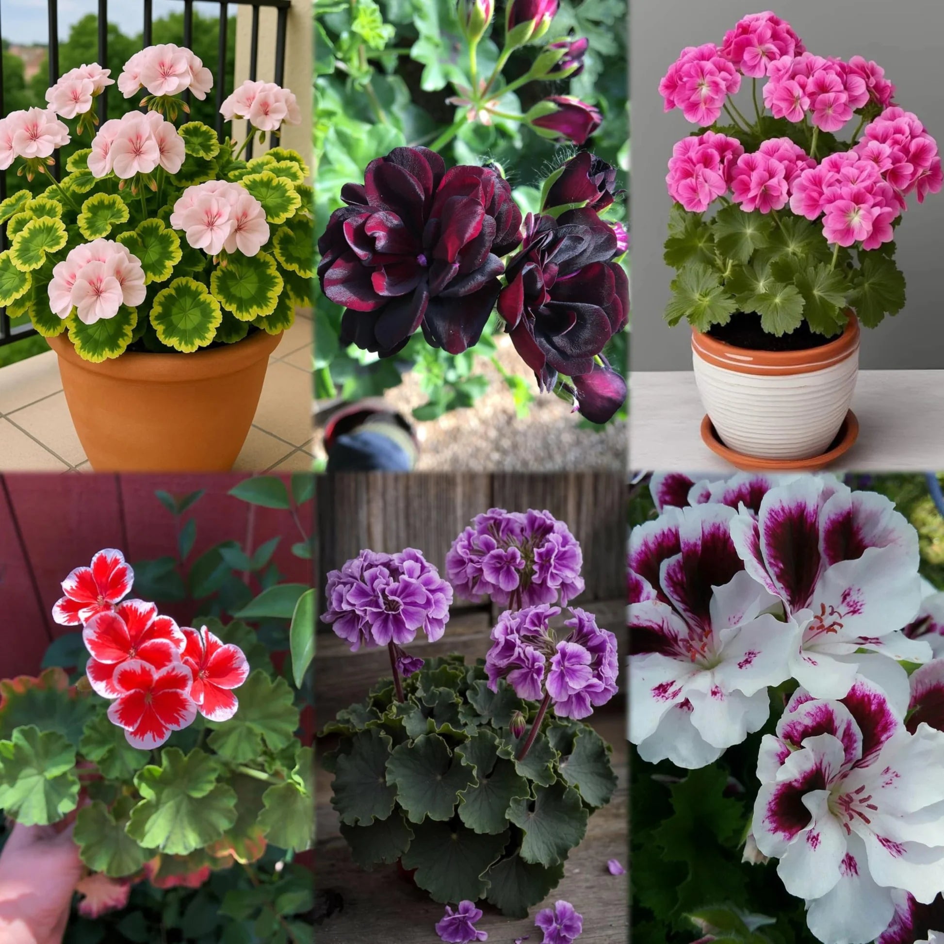 Geranium Flowers Seeds Heirloom Non GMO Planting - 100 pcs