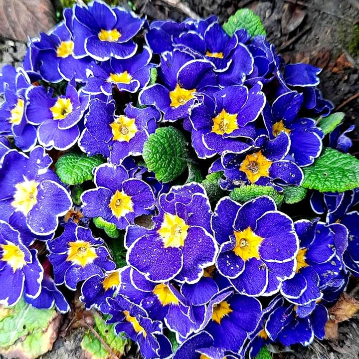 Heirloom Non-GMO Blue Evening Primrose Flower Seeds for Planting – Fragrant Garden Blooms