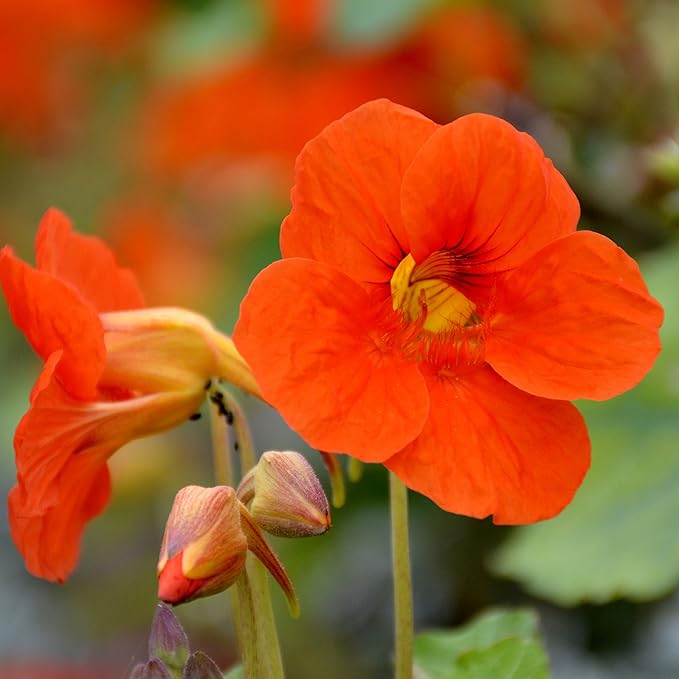 Heirloom (Heirloom scientific name) for planting in garden