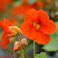 Heirloom (Heirloom scientific name) for planting in garden
