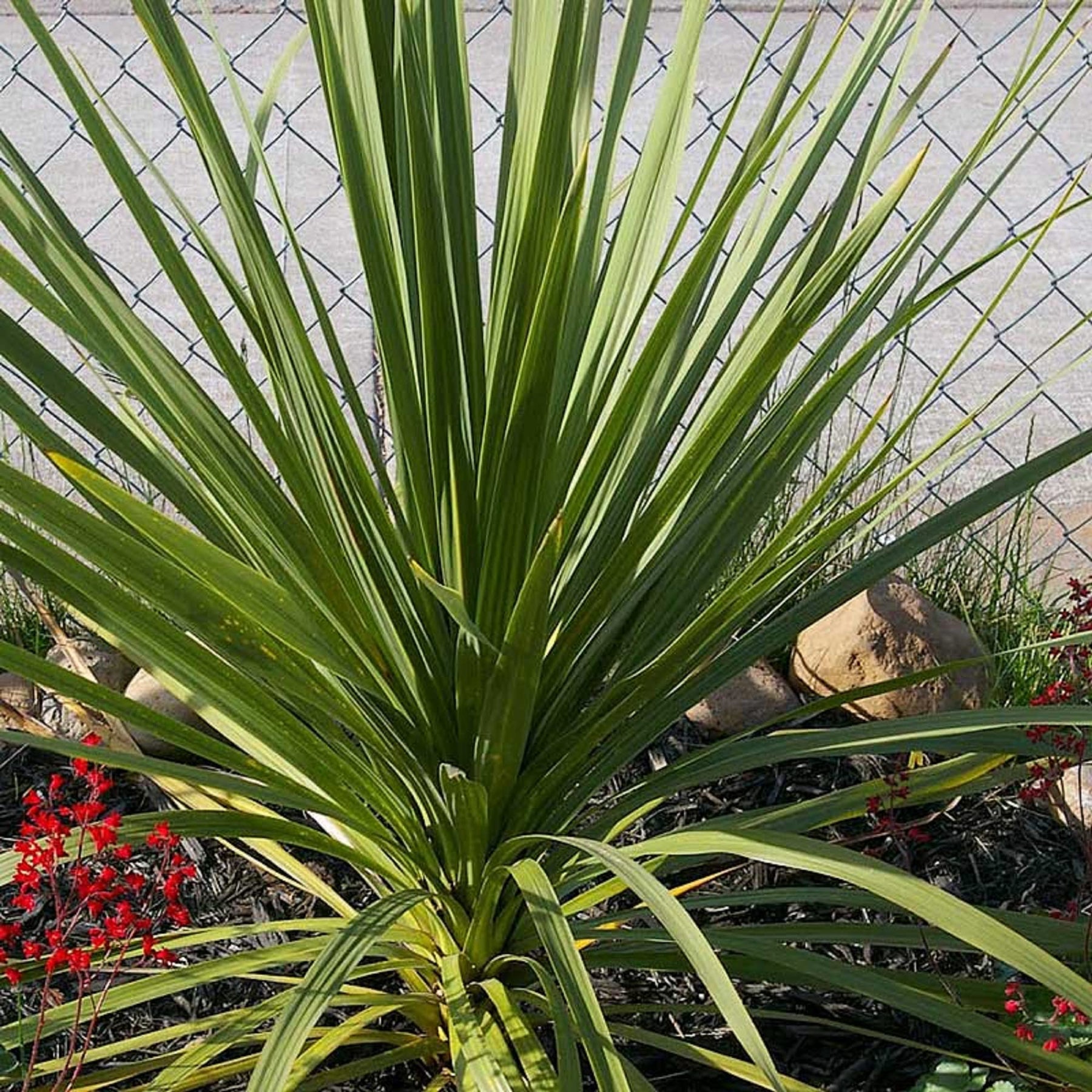 Dracaena Spikes Plant Seeds for Gardening, 100 Pcs pcs