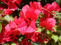 San Diego Red Bougainvillea Flower Seeds for Planting - Perennial, Heirloom & Non-GMO Garden Seeds