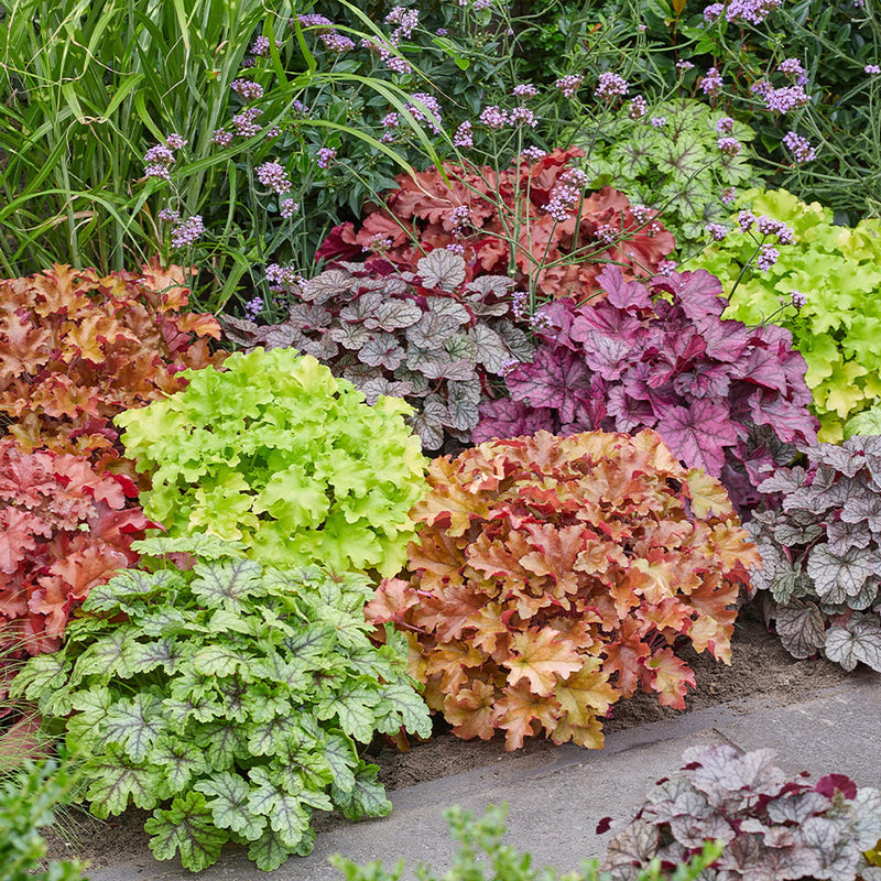 Mixed Heuchera Coral Flower Seeds for Planting - Heirloom, NON-GMO Seeds - Vibrant Garden Blooms