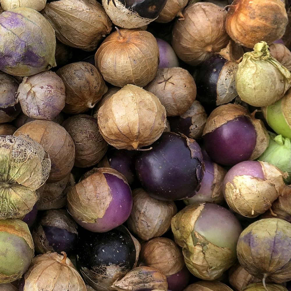 Organic Purple Tomatillo Seeds for Planting heirloom & Non-GMO Seeds